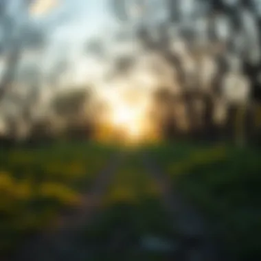 Pathway to Financial Recovery A serene path representing a journey to financial stability